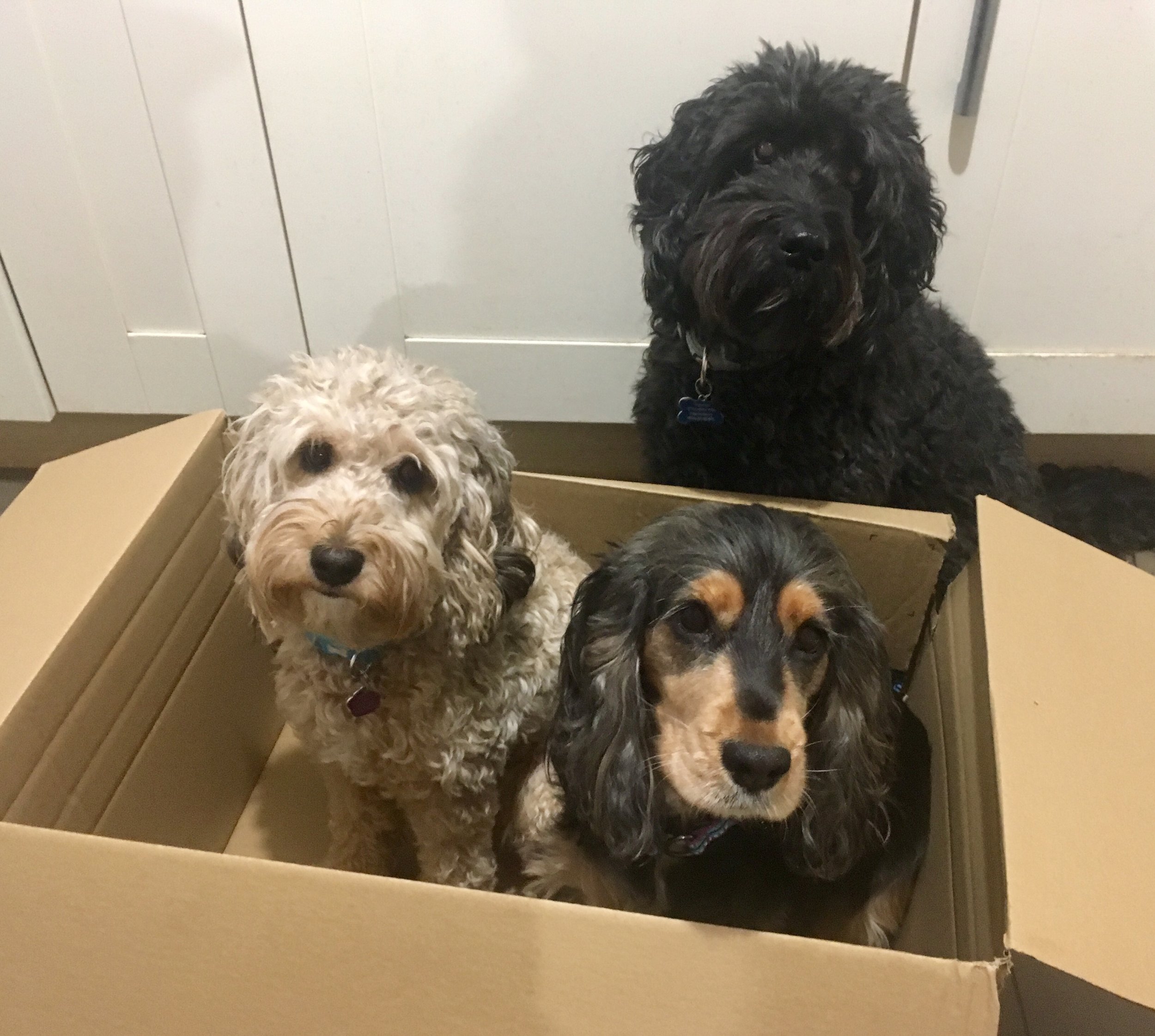 My 3 Dogs. Jazz (11 year old black cockapoo at the back) In the box, left to right, Jolyne aged 2 (from 2016 litter) and her mother, our only breeding bitch, Grace