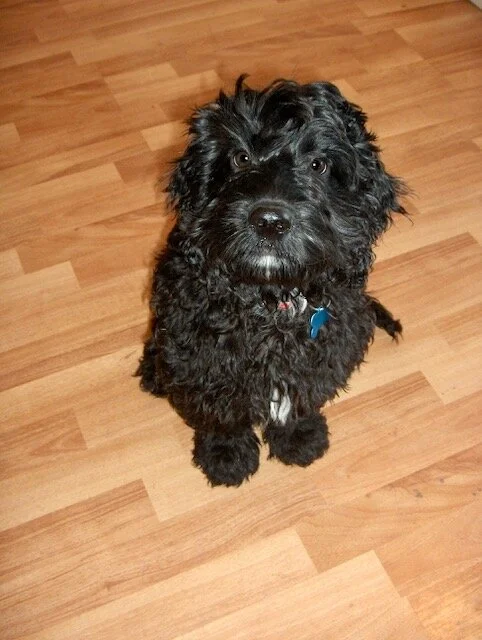 Dominance is DUMBinance