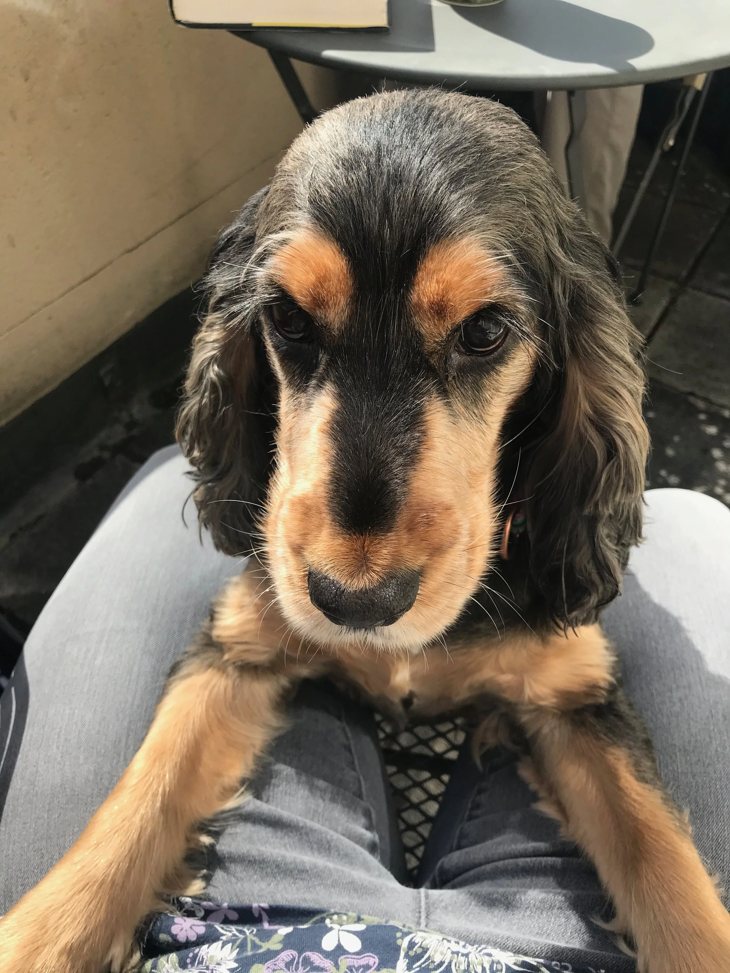 3 Dog training myths answered with games