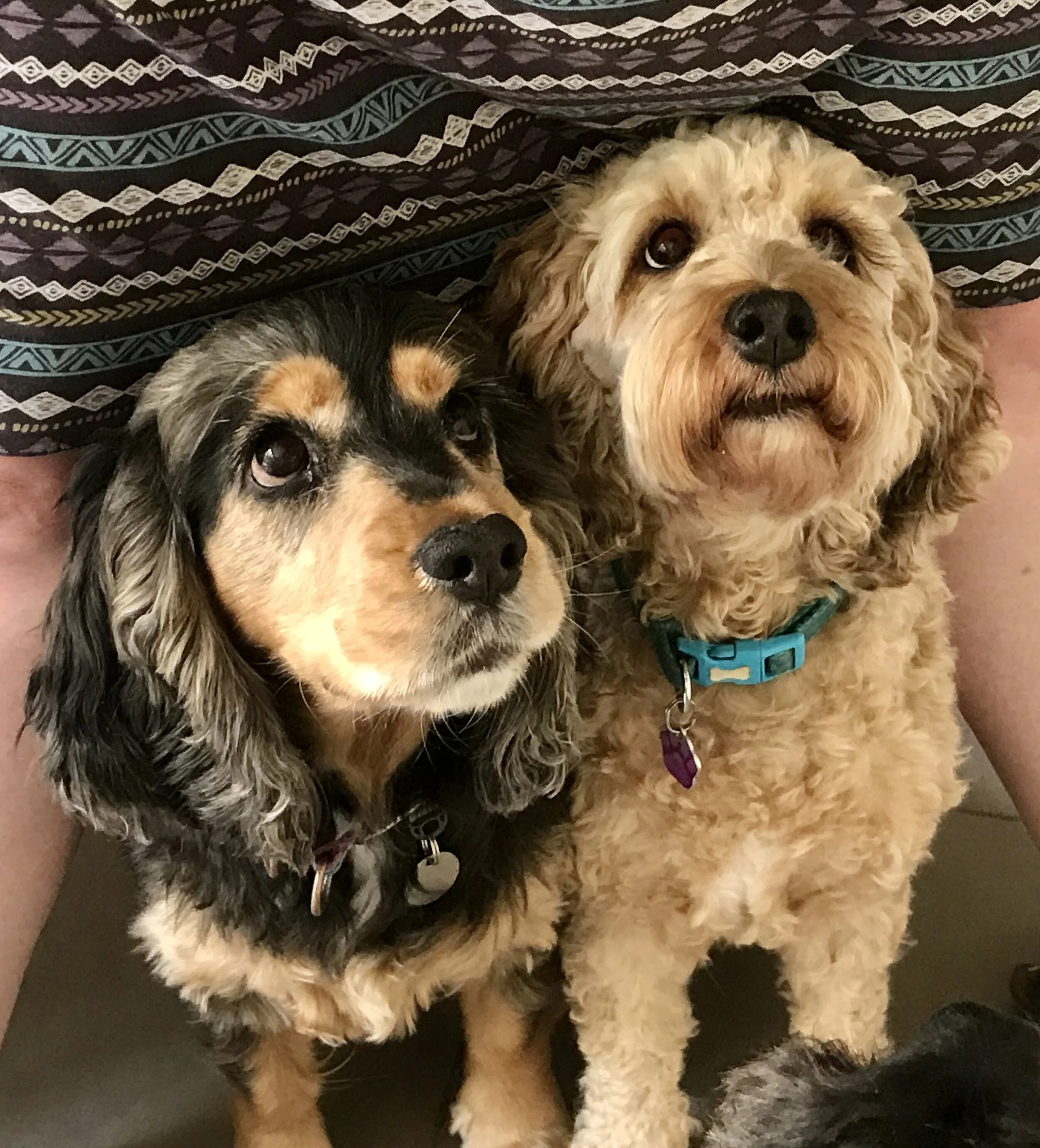 How Our Games based dog training works