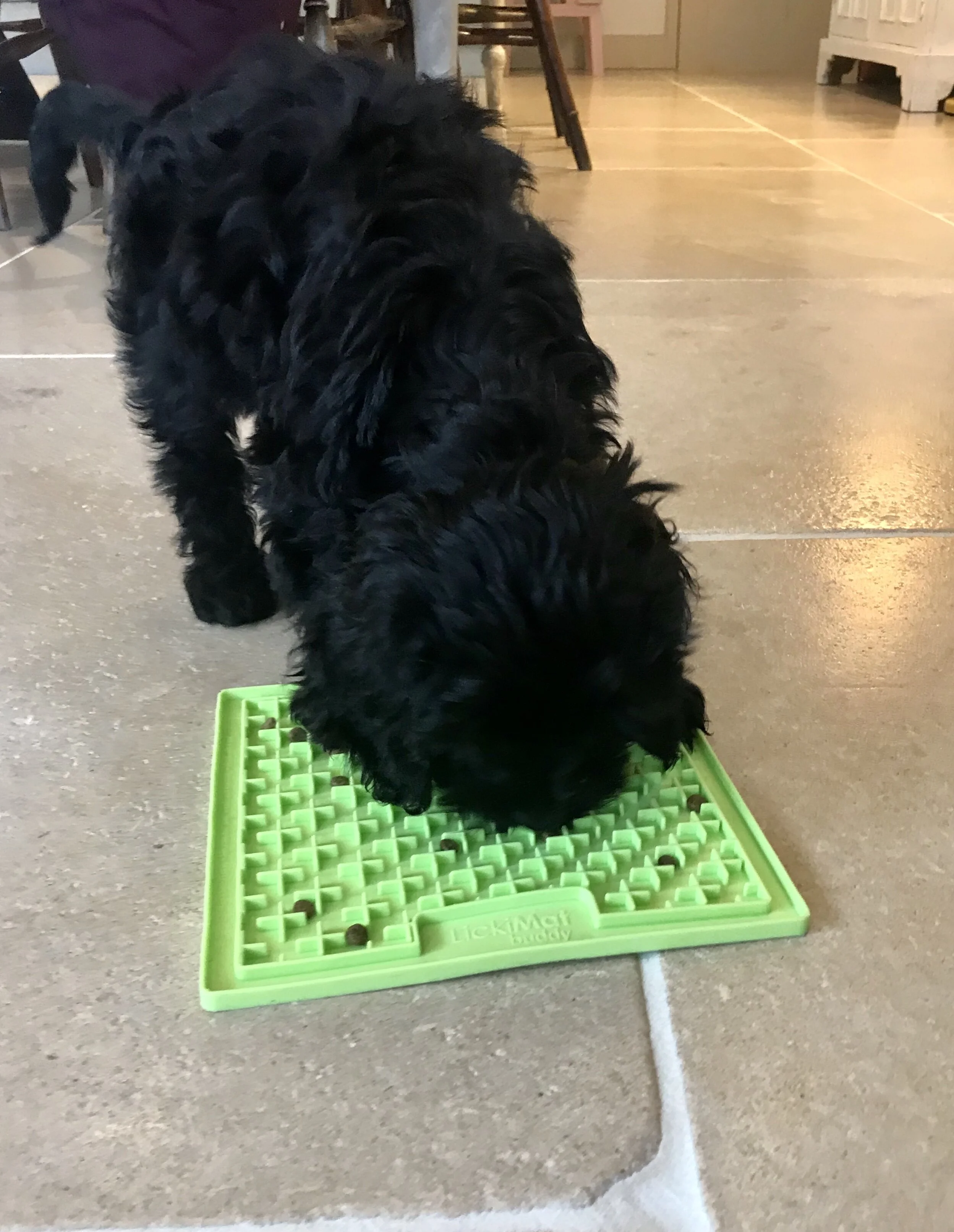 Help Your Dog Cope with being Alone