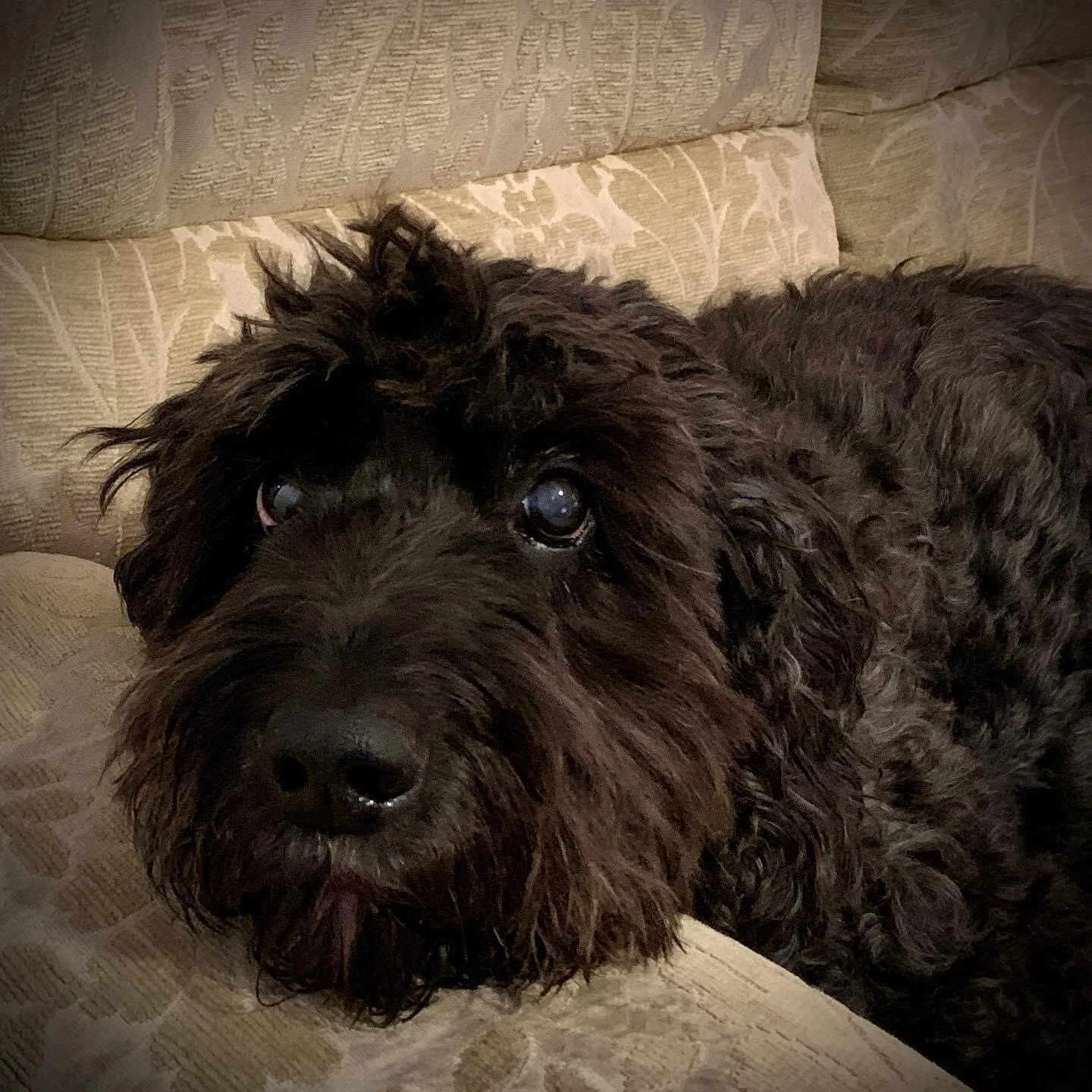 Solutions for our Naughty But Nice Dogs