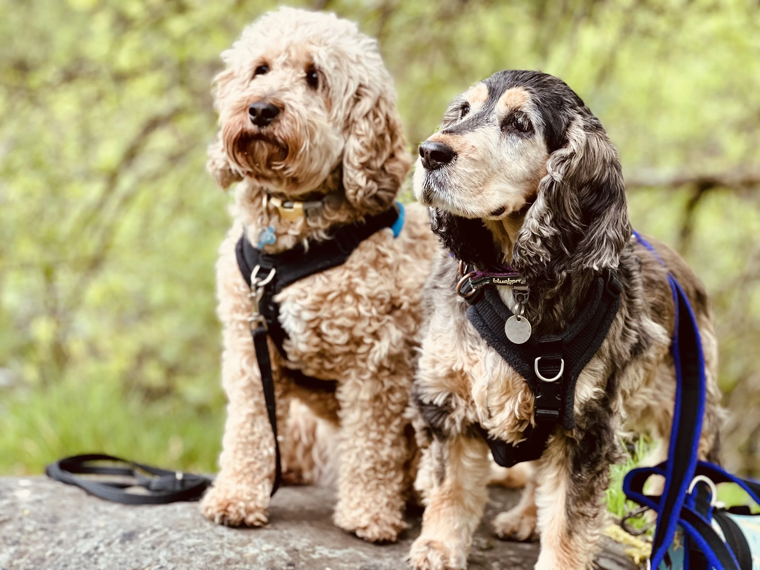 Walk in the Park AUGUST 3 weekly classes