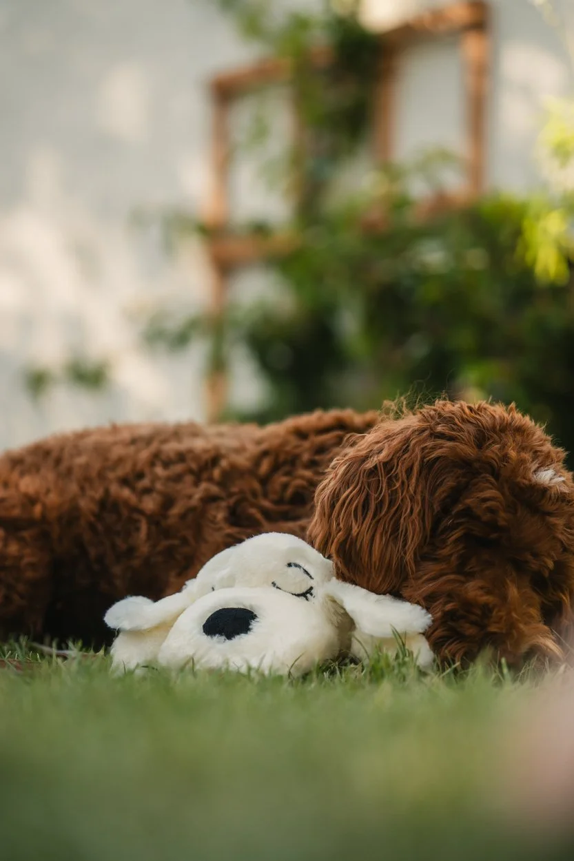 SnugglePuppy.Aug25.Samples.1.jpg