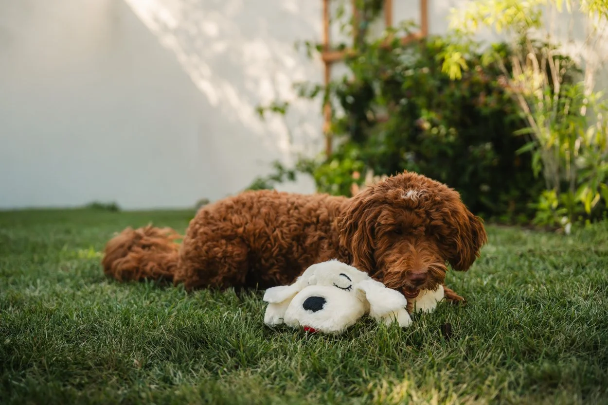 SnugglePuppy.Aug25.Samples.2.jpg