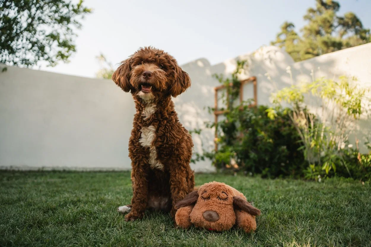 SnugglePuppy.Aug25.Samples.4.jpg