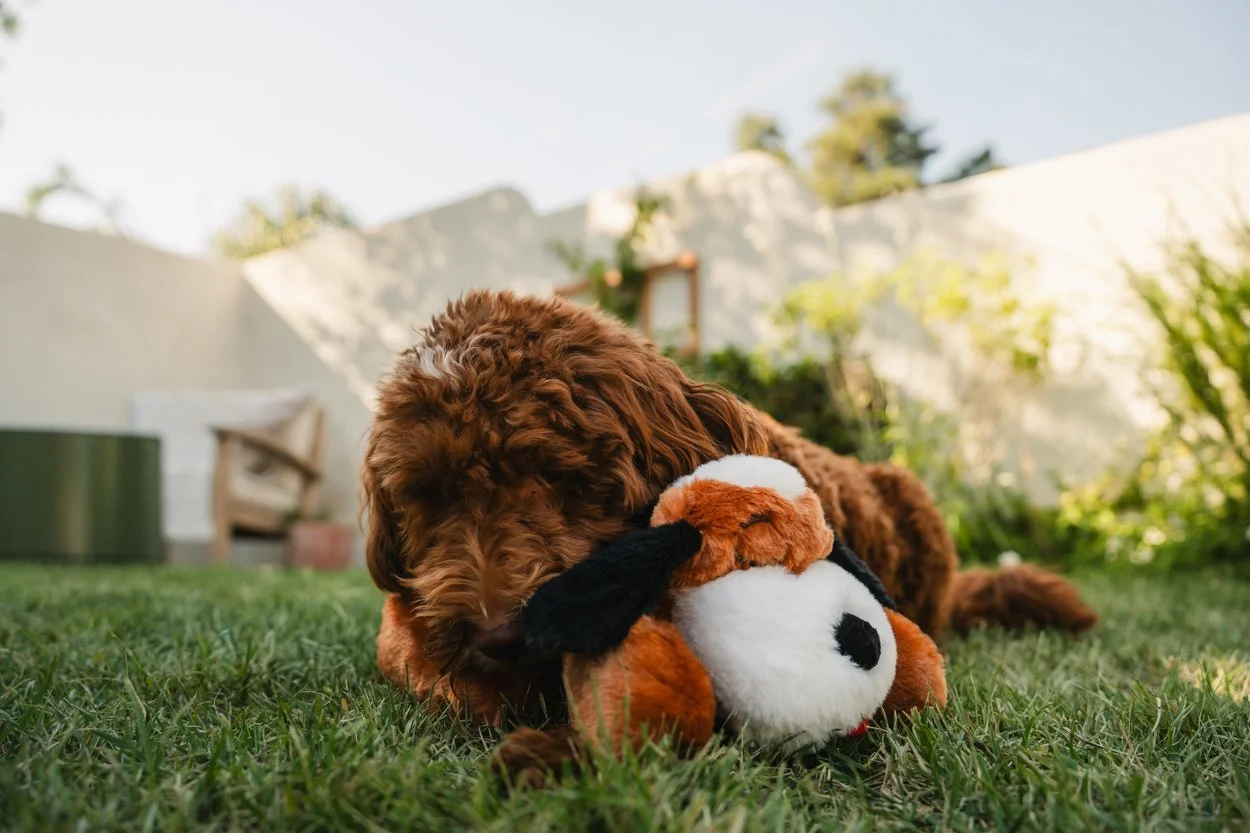 SnugglePuppy.Aug25.Samples.6.jpg