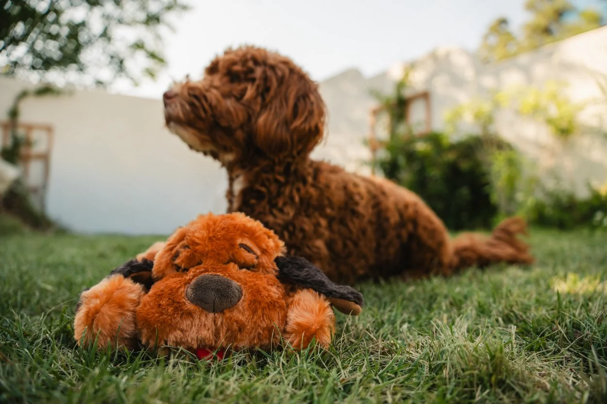 SnugglePuppy.Aug25.Samples.7.jpg