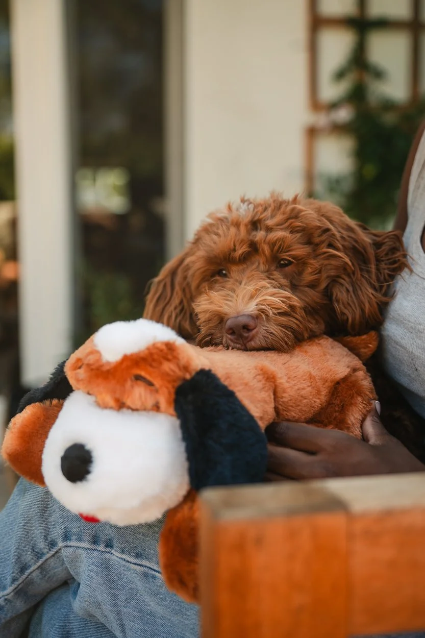 SnugglePuppy.Aug25.Samples.15.jpg