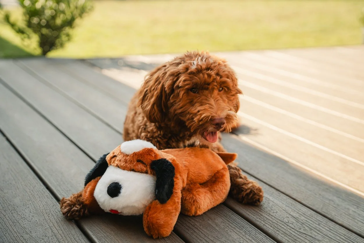 SnugglePuppy.Aug25.Samples.32.jpg
