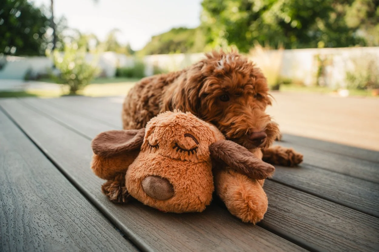 SnugglePuppy.Aug25.Samples.35.jpg