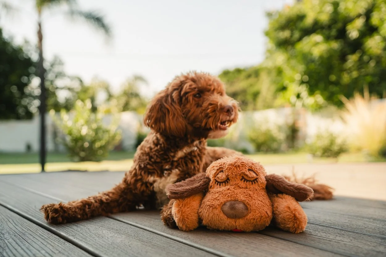 SnugglePuppy.Aug25.Samples.38.jpg