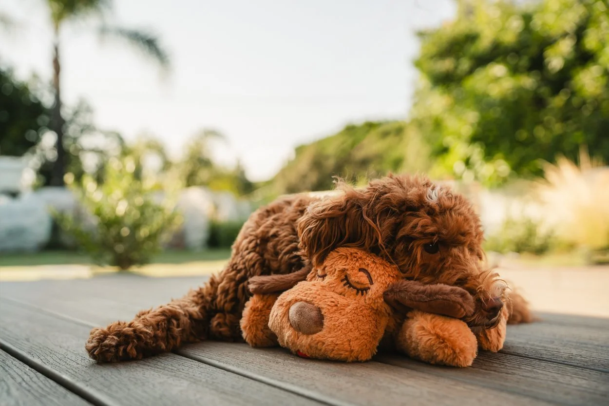 SnugglePuppy.Aug25.Samples.39.jpg