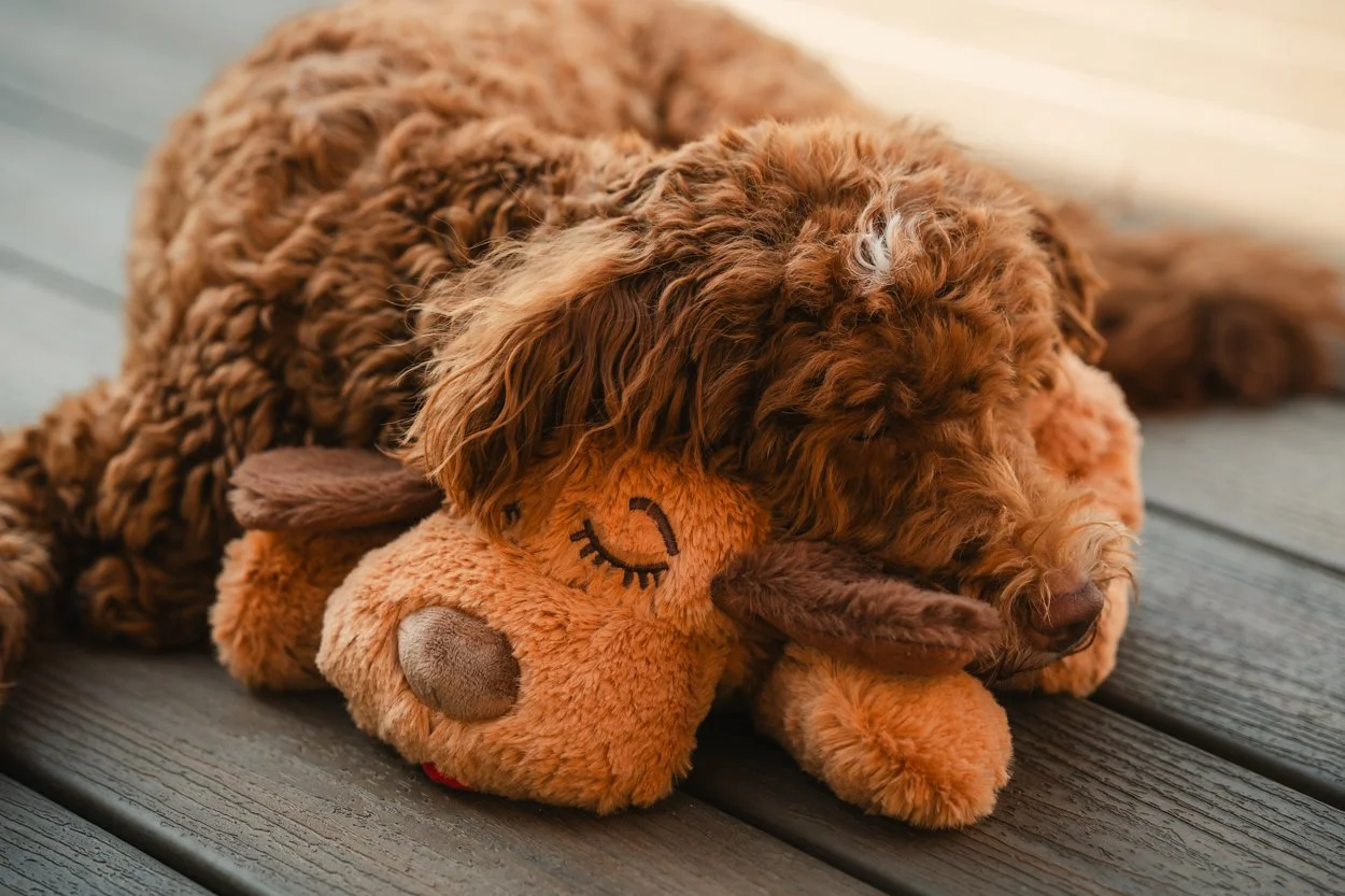SnugglePuppy.Aug25.Samples.41.jpg