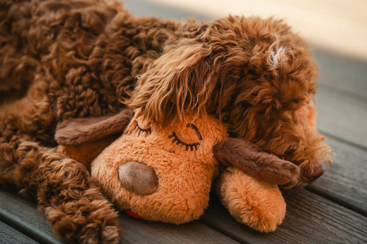 SnugglePuppy.Aug25.Samples.43.jpg