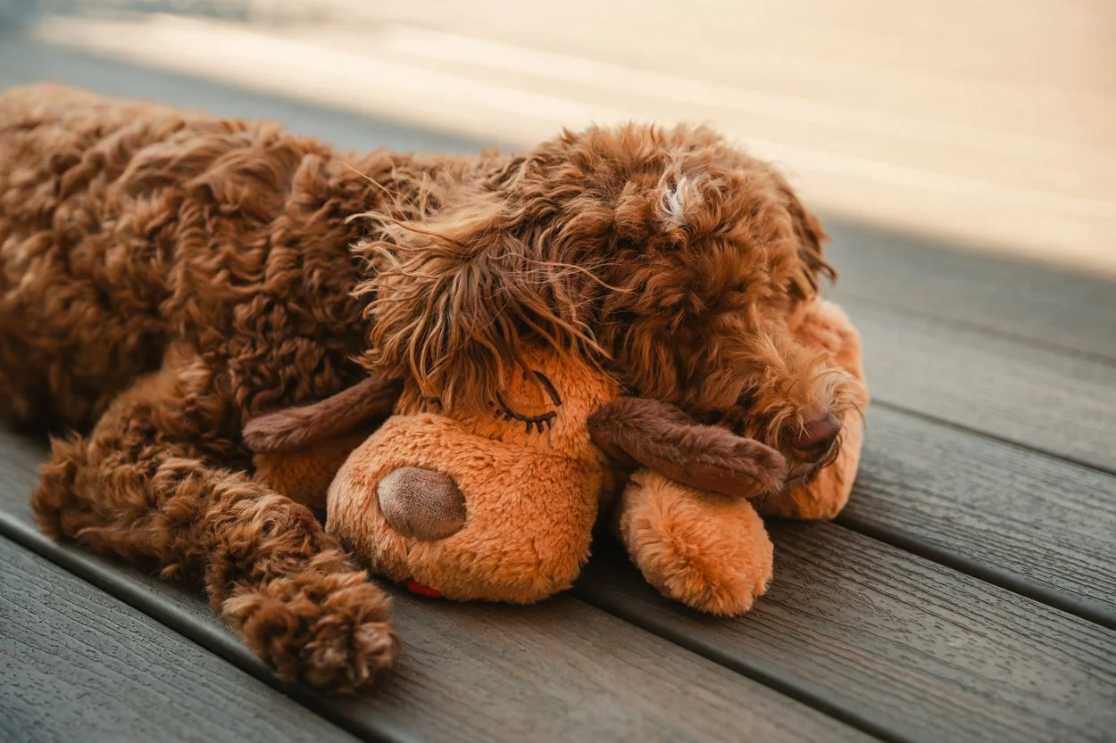 SnugglePuppy.Aug25.Samples.44.jpg