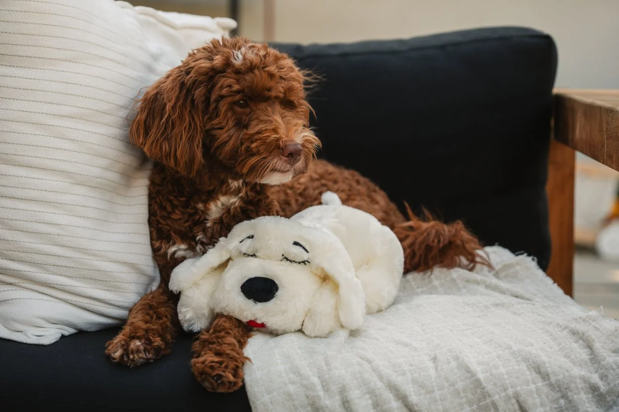 SnugglePuppy.Aug25.Samples.50.jpg