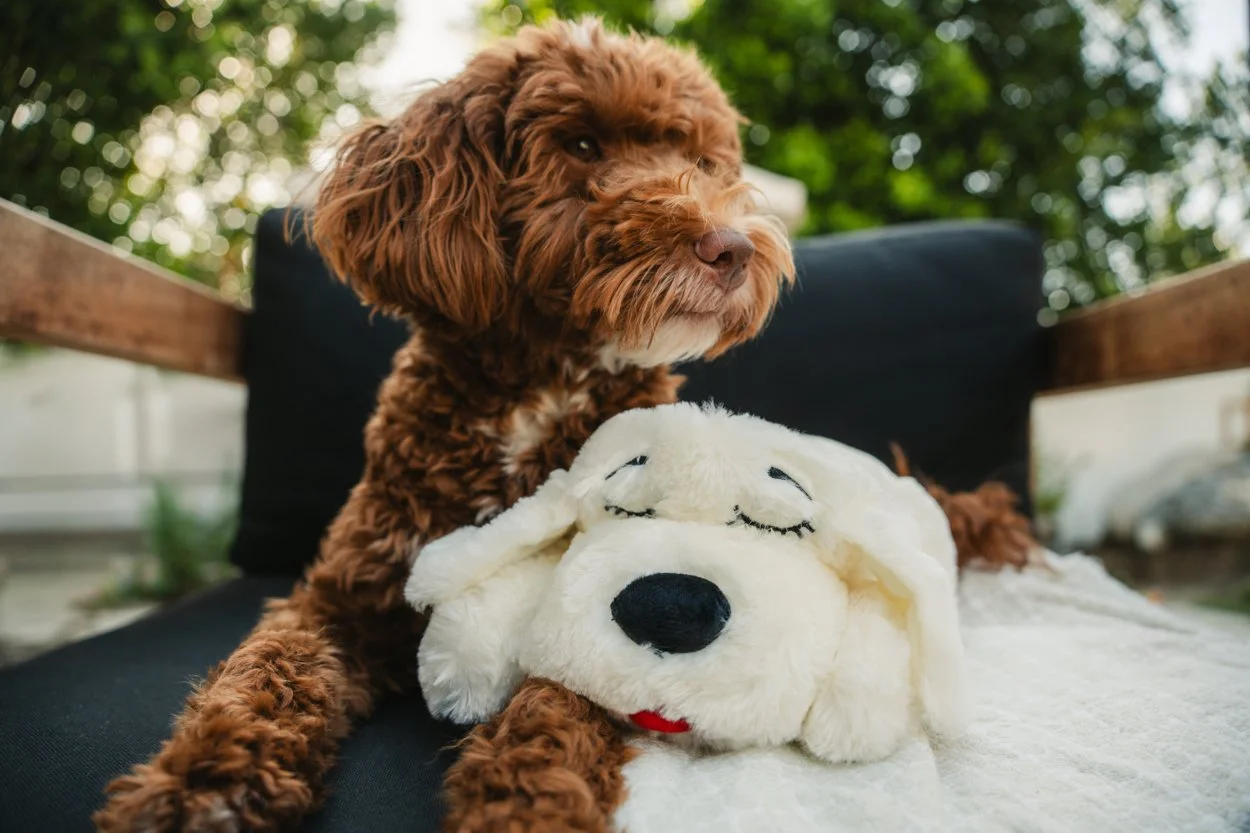 SnugglePuppy.Aug25.Samples.51.jpg