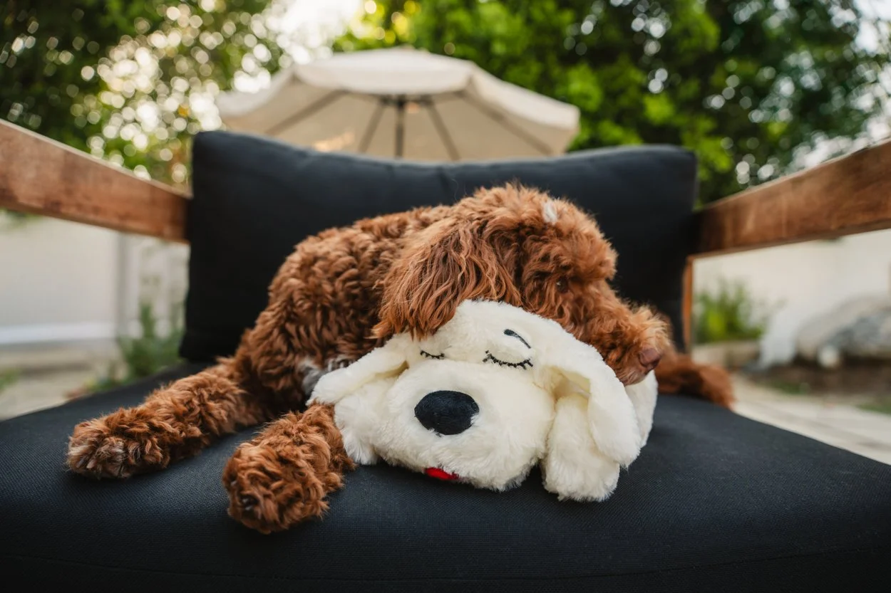 SnugglePuppy.Aug25.Samples.52.jpg