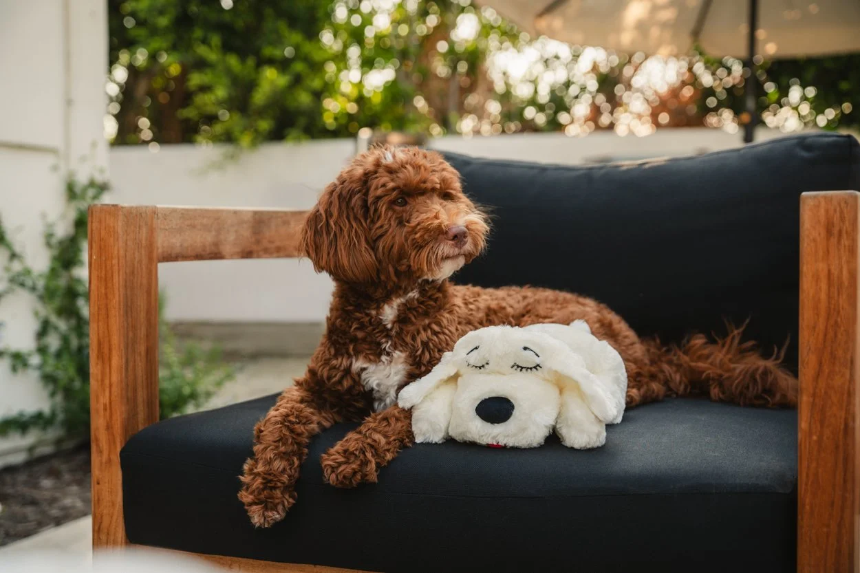 SnugglePuppy.Aug25.Samples.53.jpg