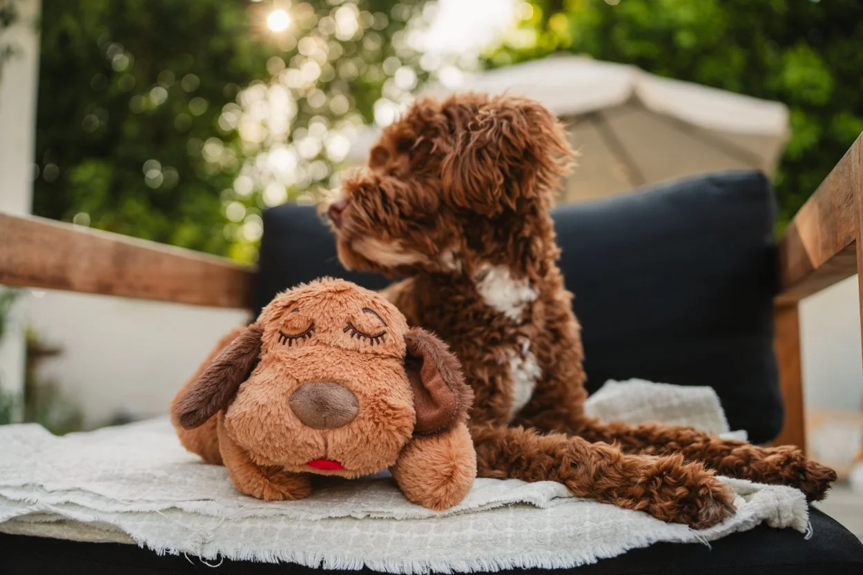 SnugglePuppy.Aug25.Samples.54.jpg