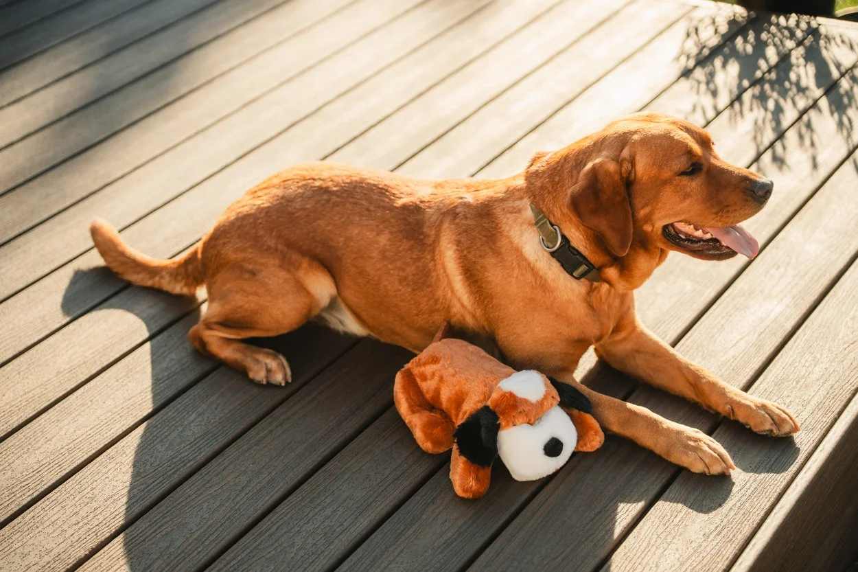 SnugglePuppy.Aug25.Samples.60.jpg