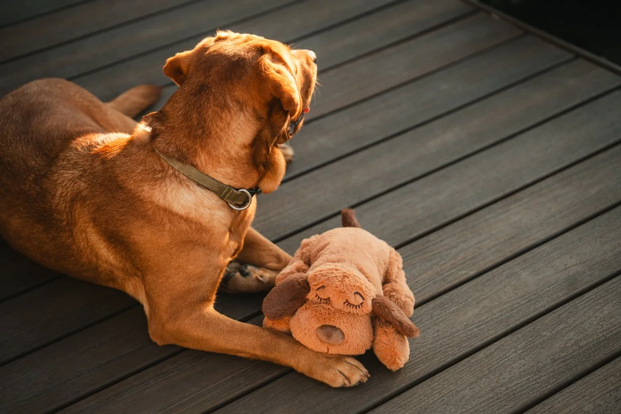 SnugglePuppy.Aug25.Samples.61.jpg