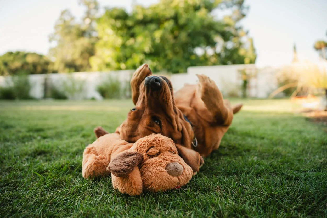 SnugglePuppy.Aug25.Samples.64.jpg