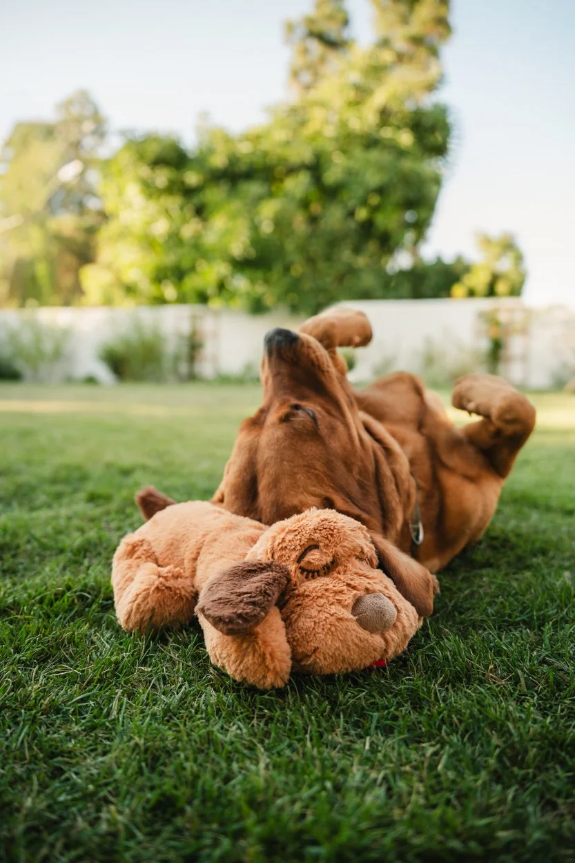 SnugglePuppy.Aug25.Samples.65.jpg