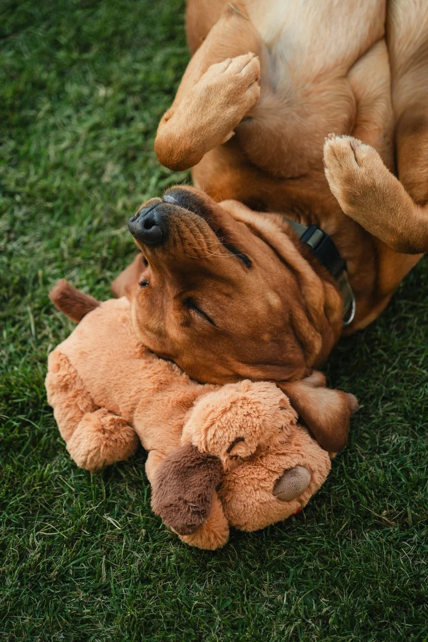 SnugglePuppy.Aug25.Samples.66.jpg