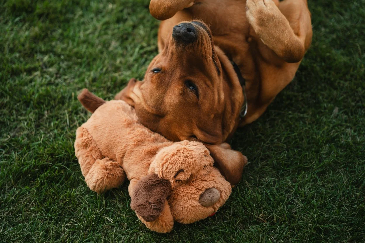 SnugglePuppy.Aug25.Samples.67.jpg
