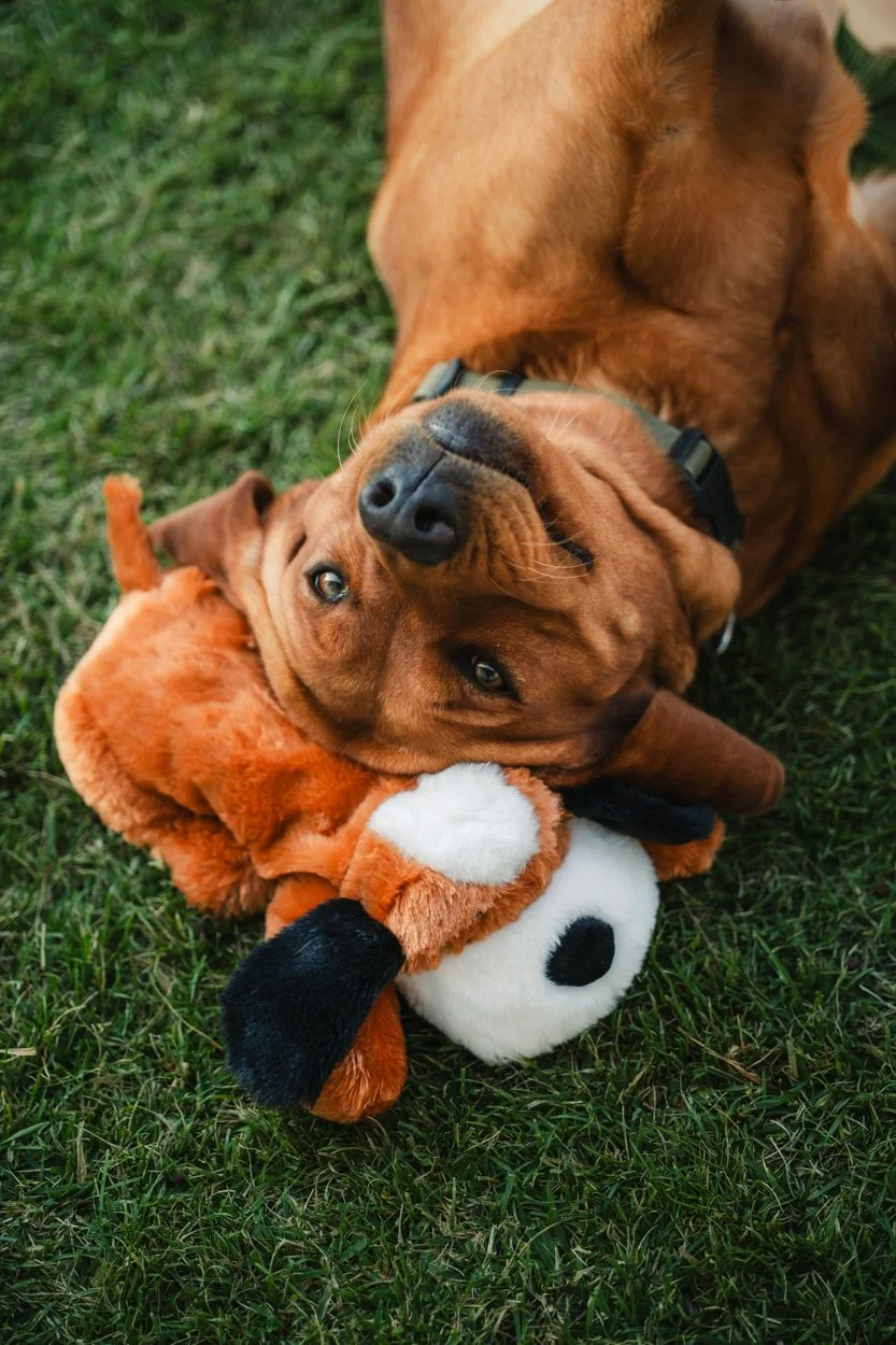 SnugglePuppy.Aug25.Samples.68.jpg