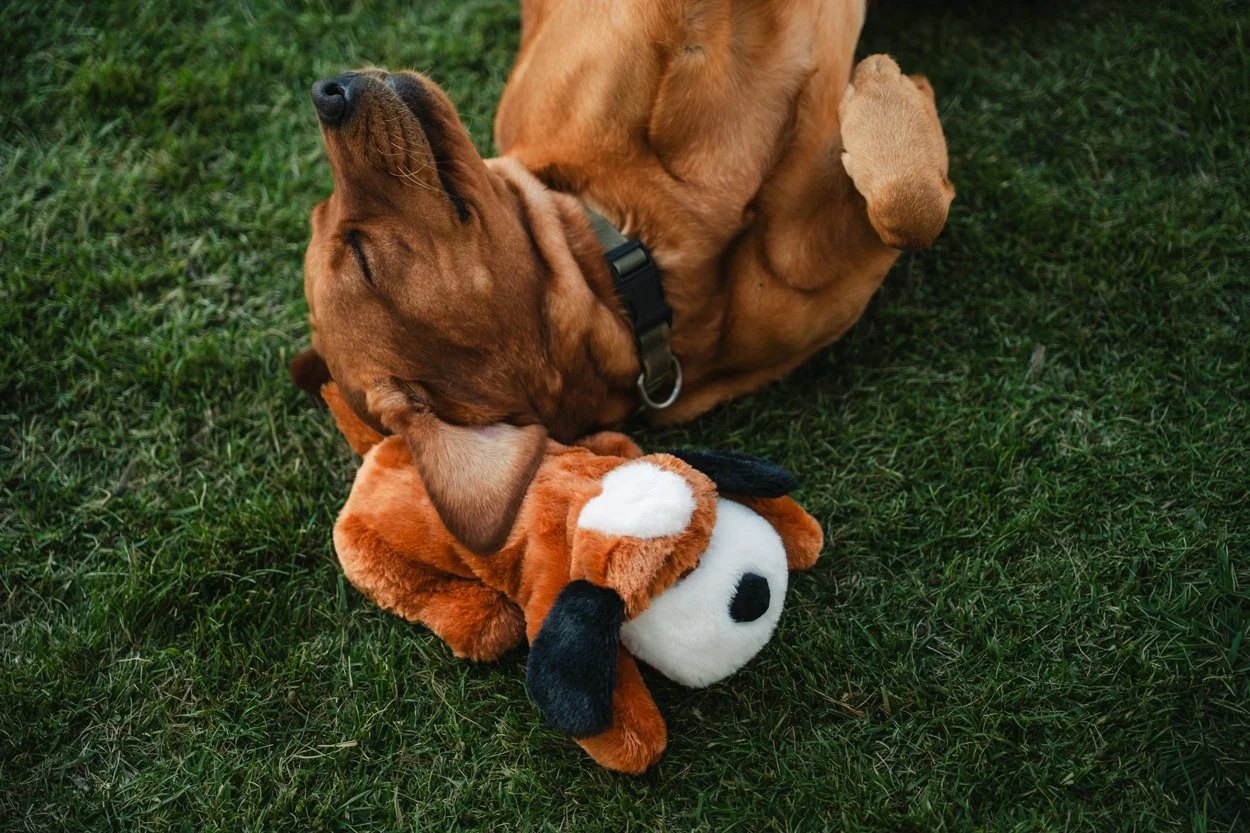 SnugglePuppy.Aug25.Samples.69.jpg