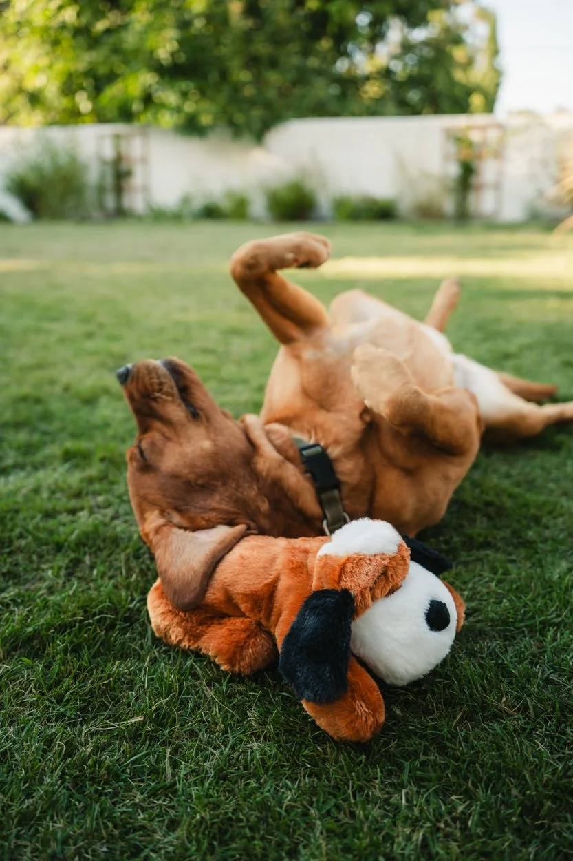 SnugglePuppy.Aug25.Samples.70.jpg