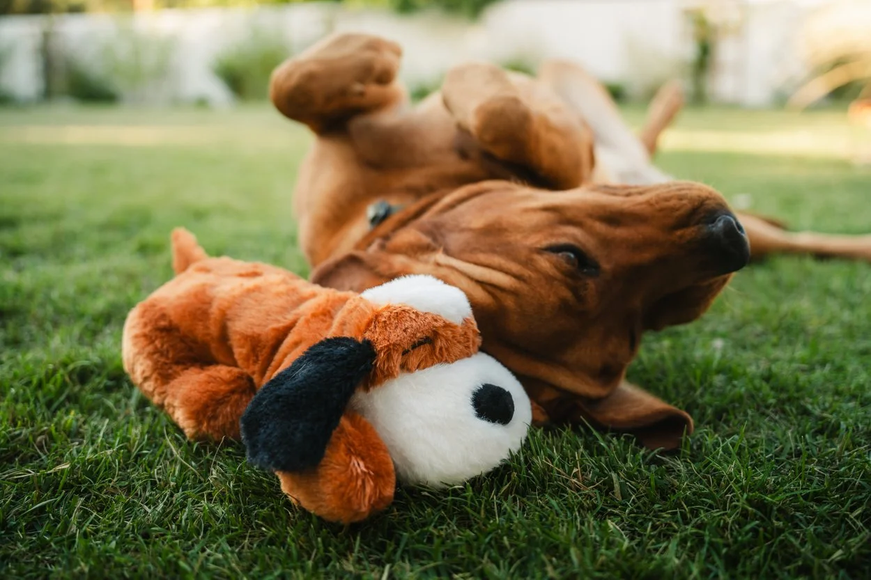 SnugglePuppy.Aug25.Samples.71.jpg