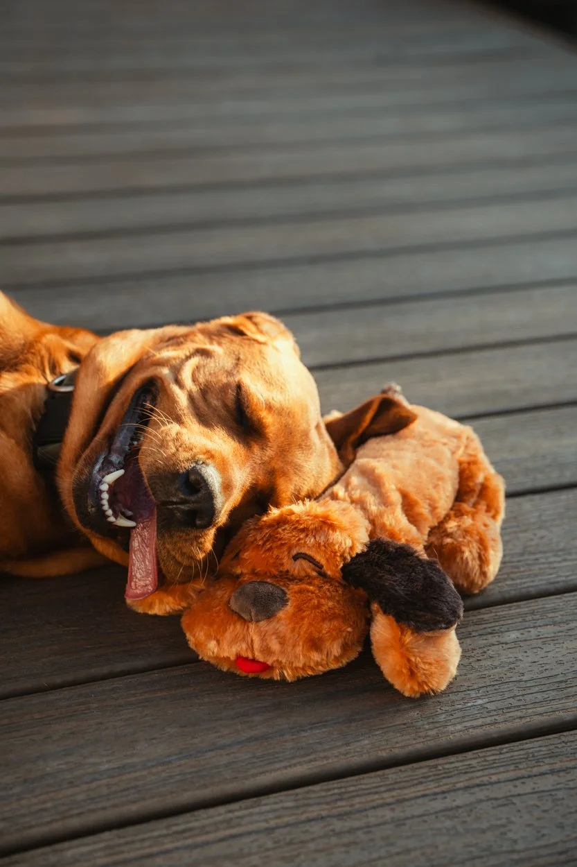 SnugglePuppy.Aug25.Samples.73.jpg
