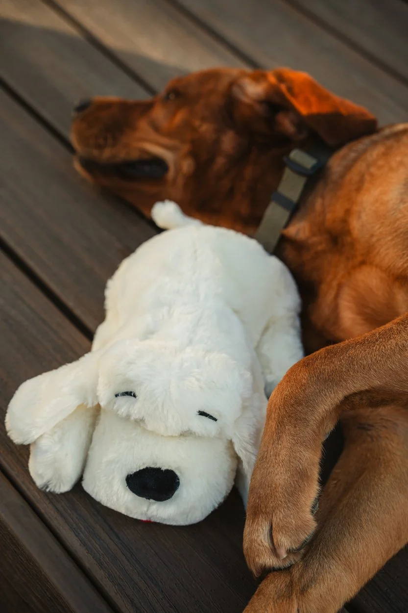 SnugglePuppy.Aug25.Samples.76.jpg