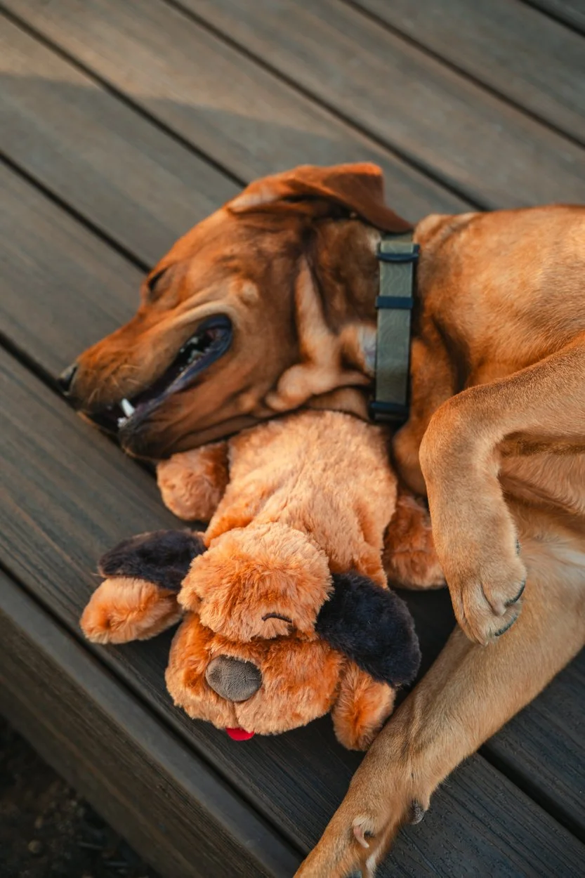 SnugglePuppy.Aug25.Samples.79.jpg