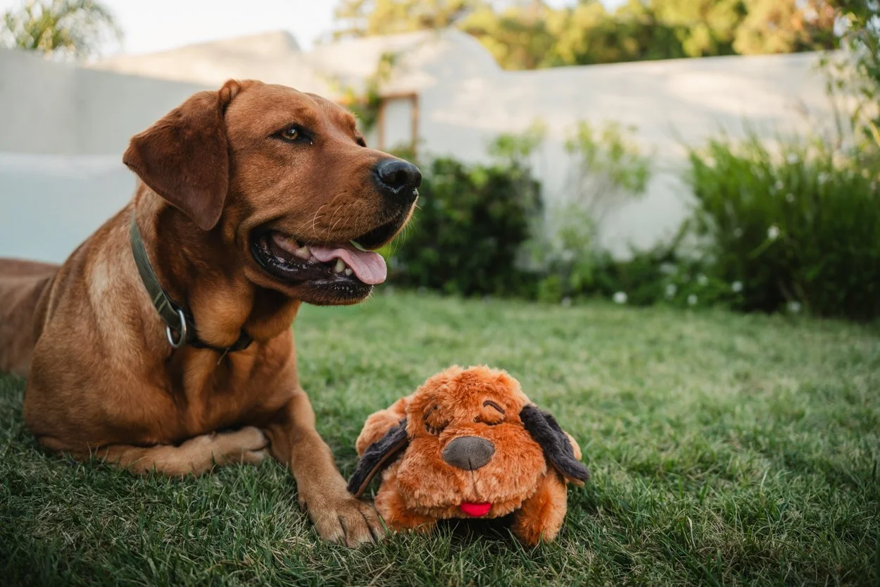 SnugglePuppy.Aug25.Samples.80.jpg