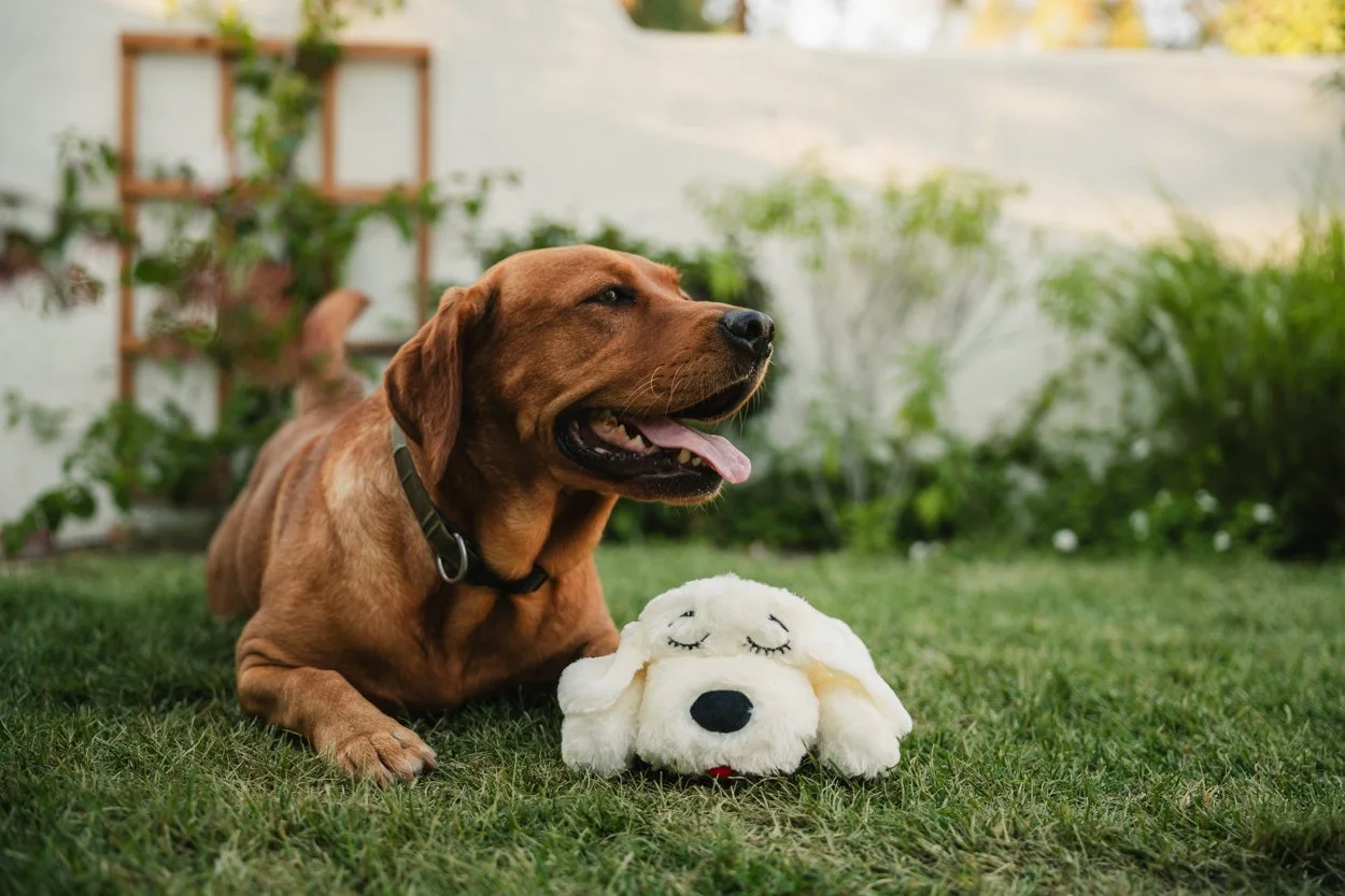 SnugglePuppy.Aug25.Samples.81.jpg