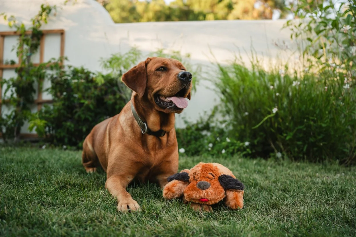 SnugglePuppy.Aug25.Samples.82.jpg