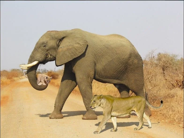 Elephant holding a kitten in its trunk, walking with a lioness on a dirt path.