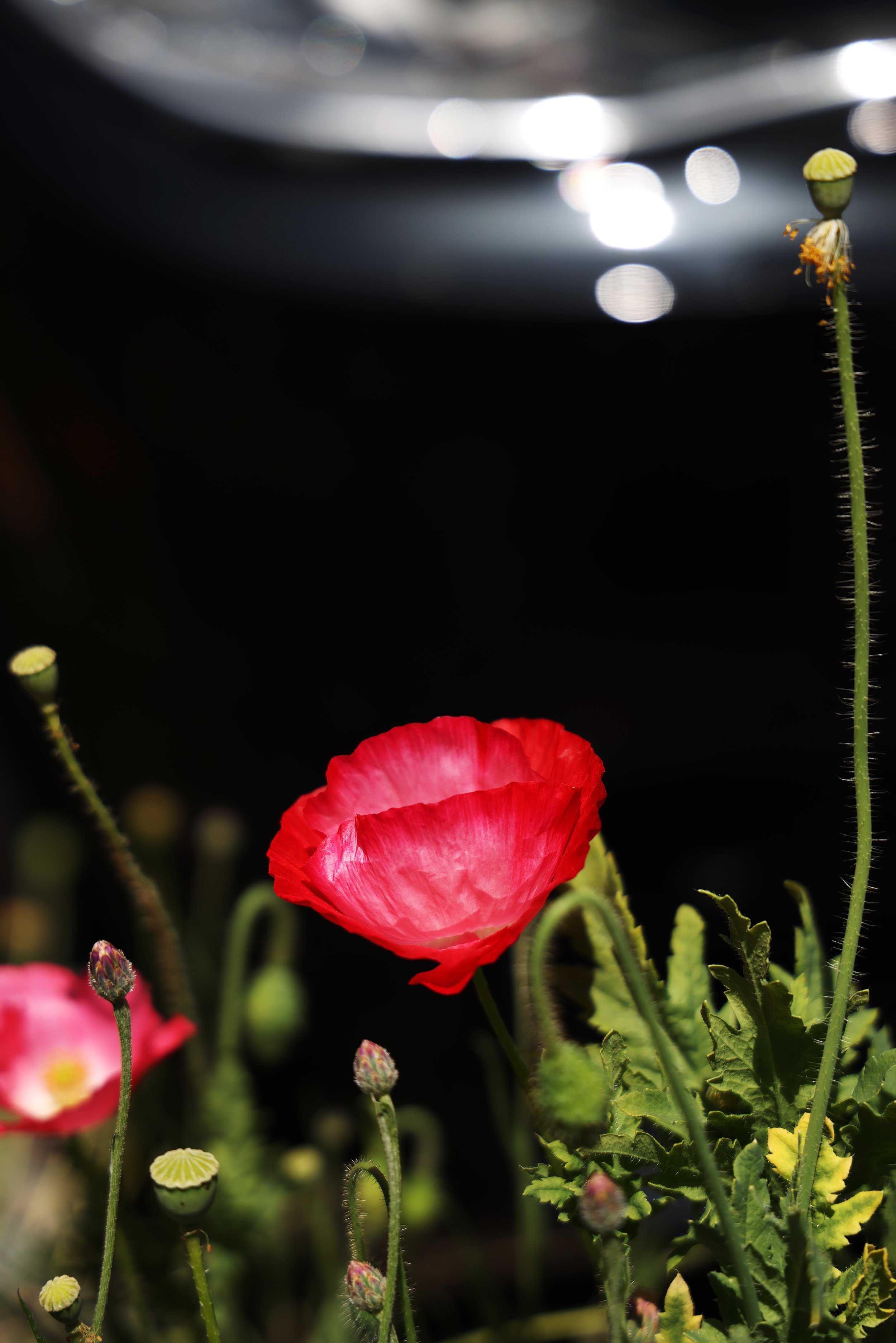 IMG_6130RT2S.jpg
