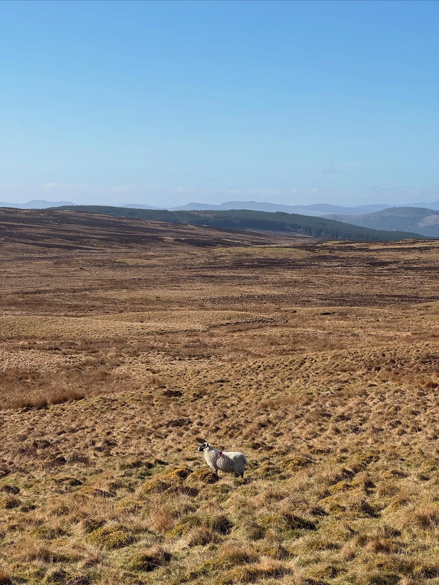 The Scottish Highlands, early April 💙