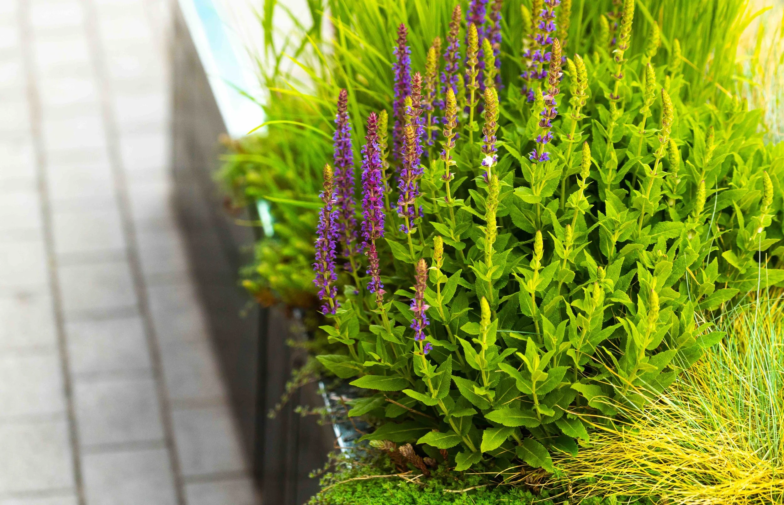 Stan Clauson 2019_2.jpeg