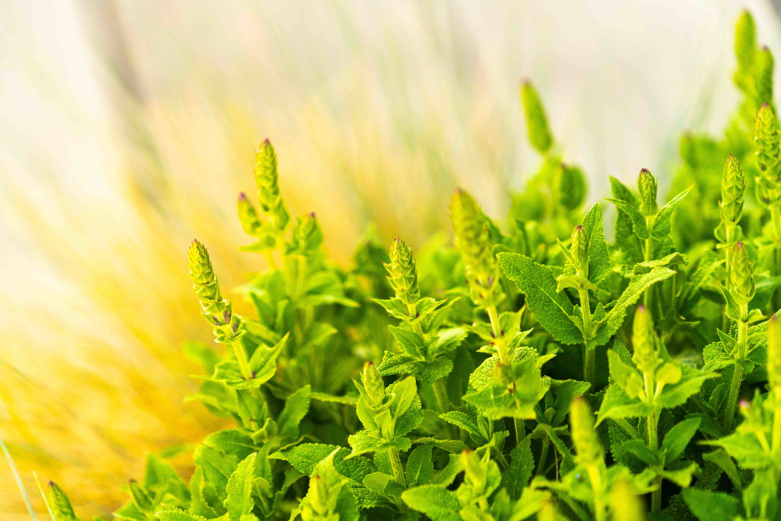 Stan Clauson 2019_3.jpeg