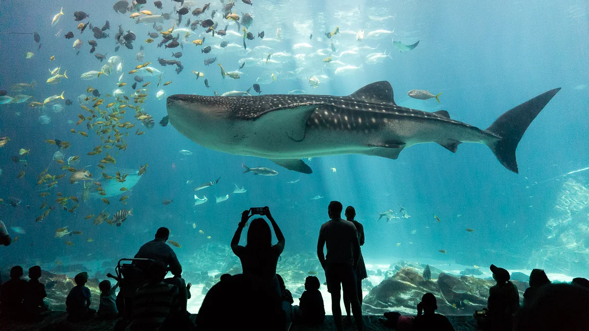 Whale Shark Strikes a Pose