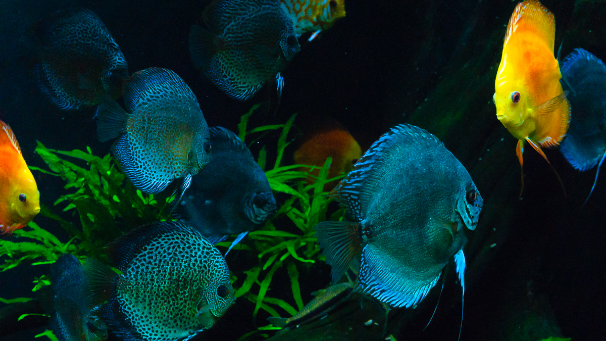 georgia_aquarium_web-9.jpg
