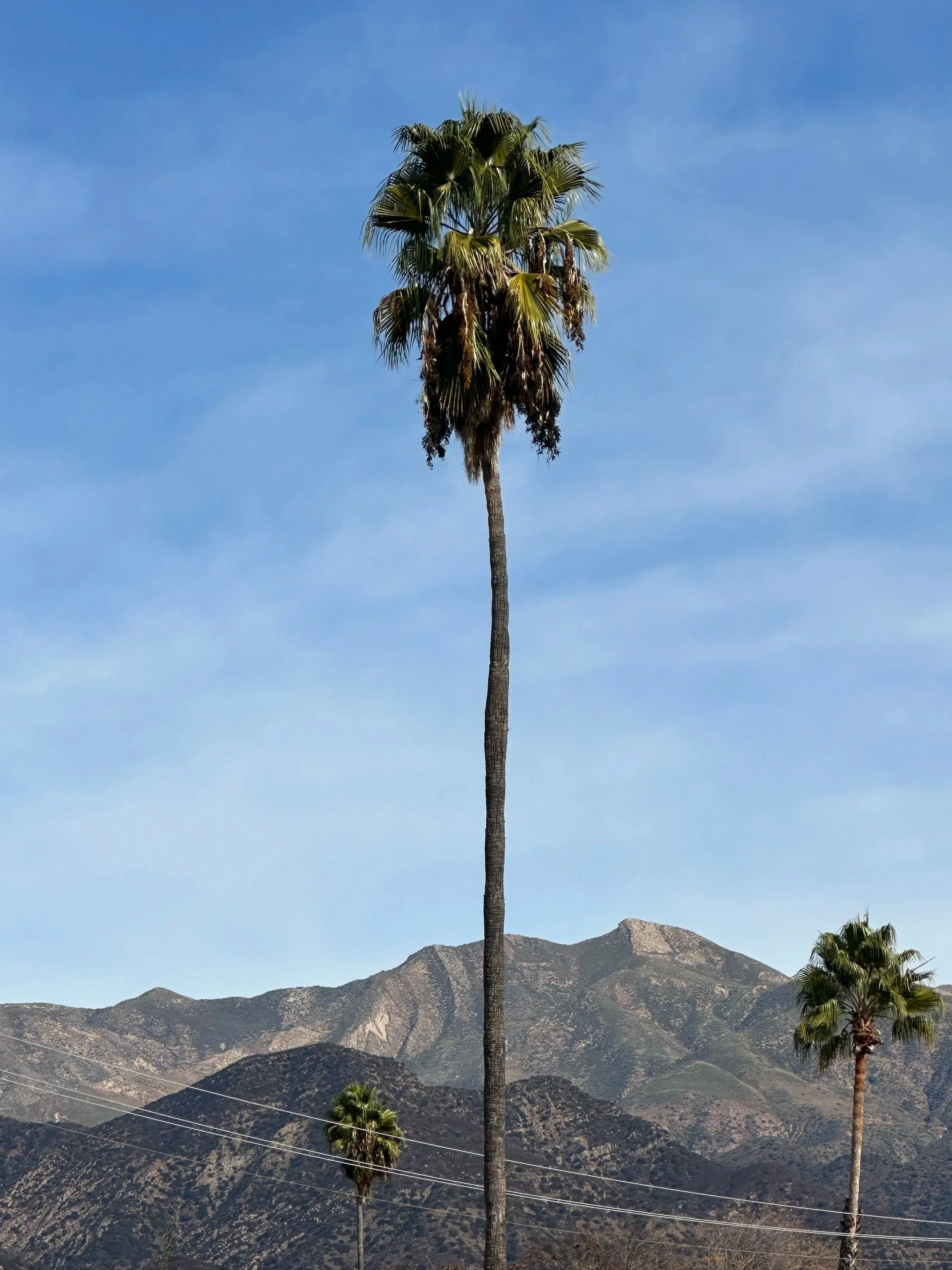 A tall palm tree with a mountain range in the background under a blue sky.