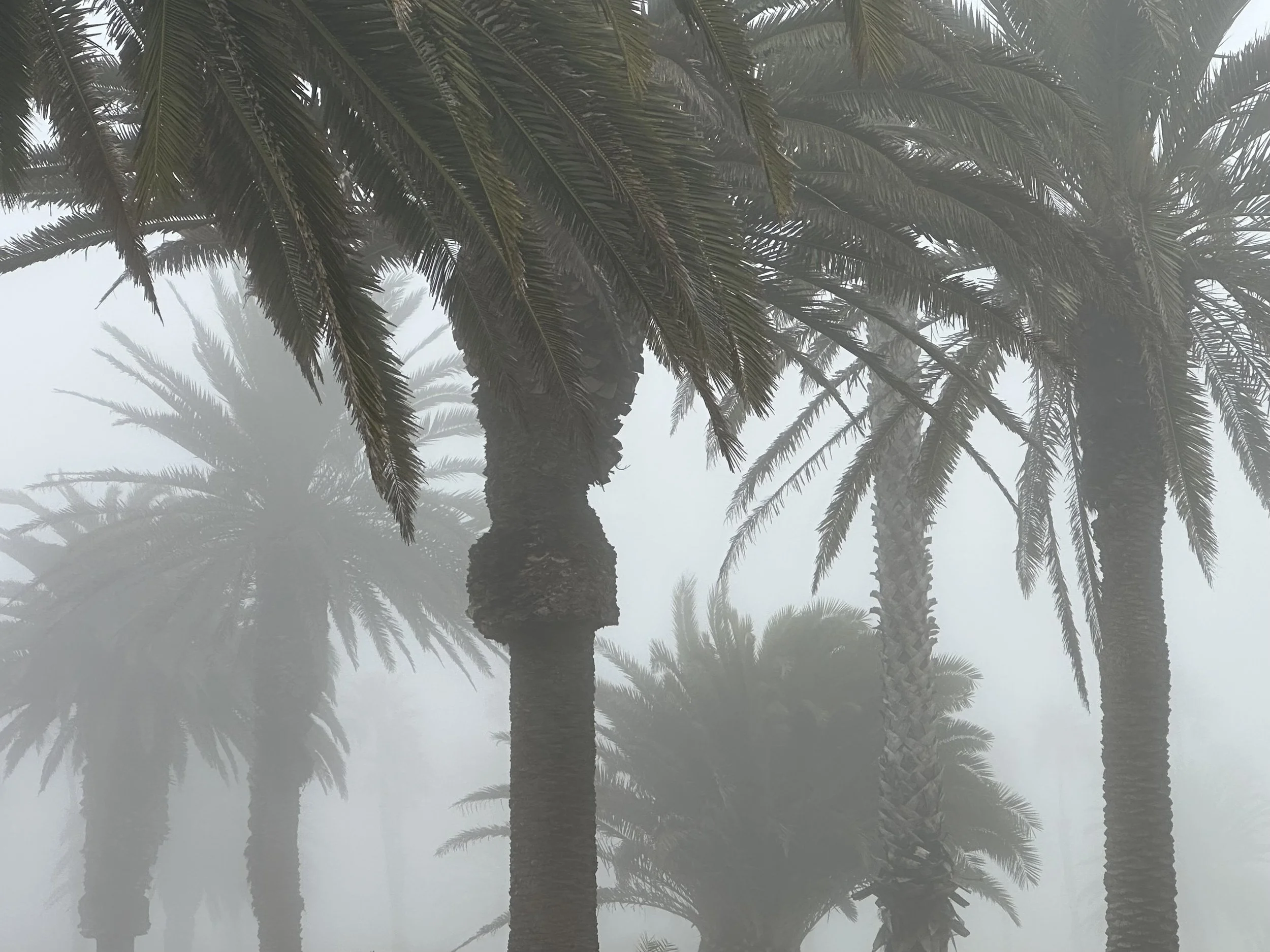 A foggy scene of tall palm trees with long, arching fronds.